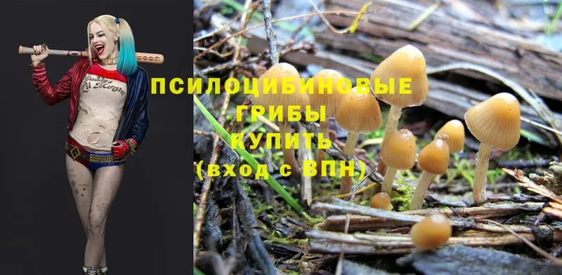 Псилоцибиновые грибы Cubensis  Кировград 